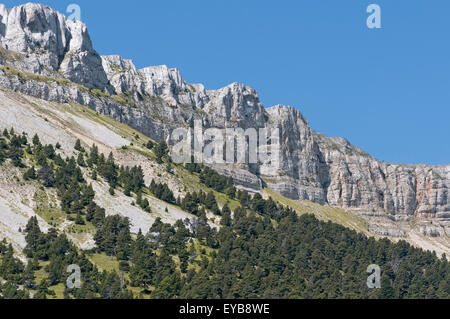 Silver fir forest in the Buech Valley. Vercors Regional Park. Isere. French Alps. France Stock Photo
