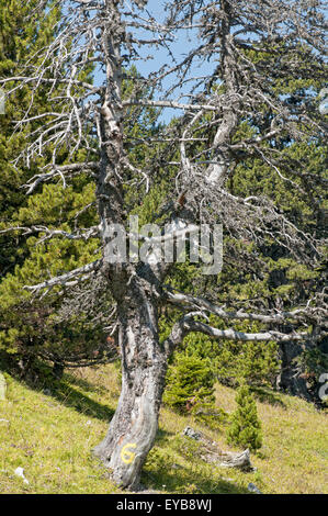 Silver fir in the Buech Valley. Vercors Regional Park. Isere. French Alps. France Stock Photo