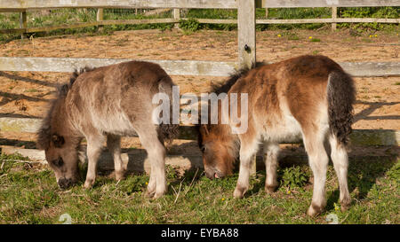Two young foals grazing Stock Photo