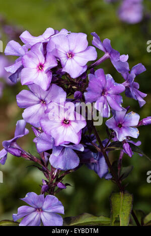 Flowers in the head of the scented Phlox paniculata 'Blue Paradise' Stock Photo