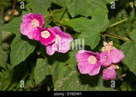 Summer blooms of the purple flowering raspberry, Rubus odoratus Stock Photo