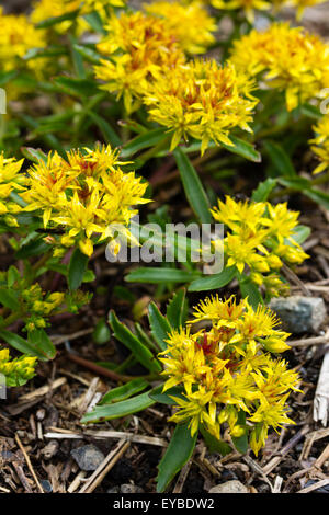 Yellow stonecrop flowers of the low growing Sedum kamtschaticum var. floriferum Weihenstephaner Gold Stock Photo