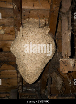 Large wasp nest in house attic. Wasp nest in between rafters of a house loft. Stock Photo