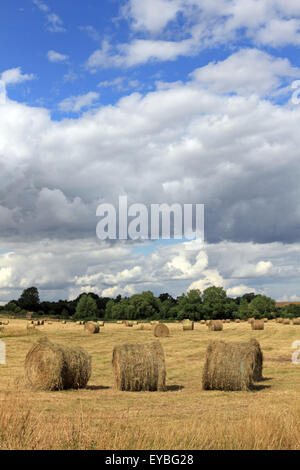 Hay Bales in field at Minster Lovell Oxfordshire England UK Stock Photo