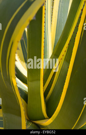 Cactus in Morocco Stock Photo