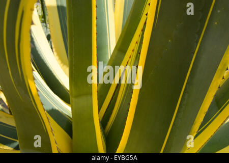 Cactus in Morocco Stock Photo