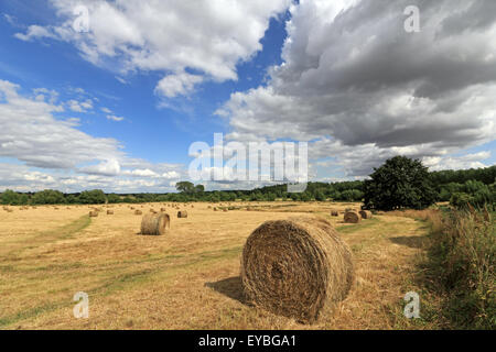 Hay Bales in field at Minster Lovell Oxfordshire England UK Stock Photo