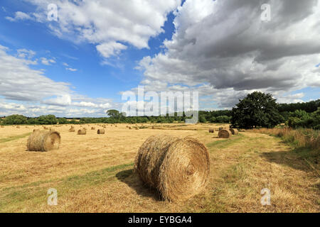 Hay Bales in field at Minster Lovell Oxfordshire England UK Stock Photo