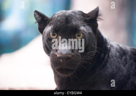 black panther head close up Stock Photo