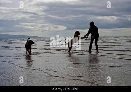 Dogs having fun with their owner on Troon beach, Scotland Stock Photo