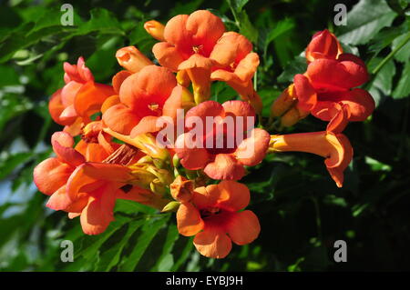 Orange Trumpet Vine Flowers Stock Photo