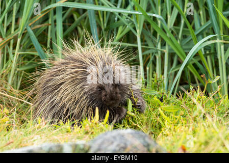 North American Porcupine (Erethizon dorsatum), Glacier Bay National Park, Alaska, USA Stock Photo