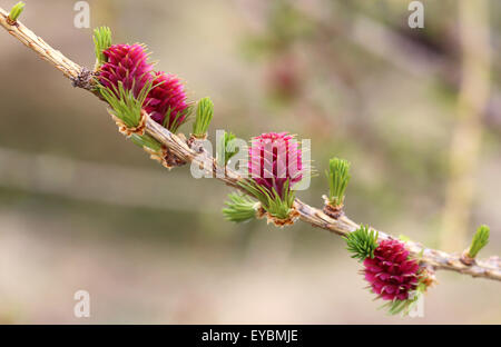 Bud blossomed of Larix decidua (larch). Lagorai mountain group. Trentino. Italy. Europe. Stock Photo