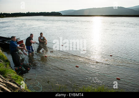 Seine netters on the Dyfi: Licensed fishermen using traditional 'seine netting' techniques to fish for sewin and salmon at dusk and high tide on the river Dyfi , Ceredigion, Mid Wales UK Stock Photo