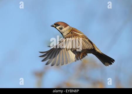 Flying Eurasian Tree Sparrow in autumn Stock Photo