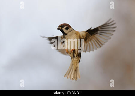 Flying Eurasian Tree Sparrow in autumn Stock Photo