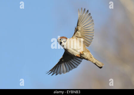 Flying Eurasian Tree Sparrow in autumn Stock Photo