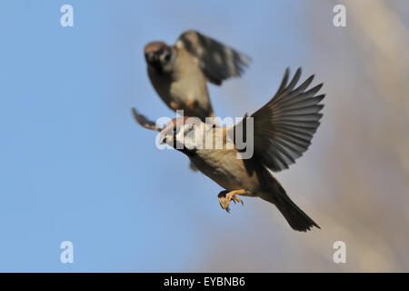 Two flying Eurasian Tree Sparrows in autumn Stock Photo