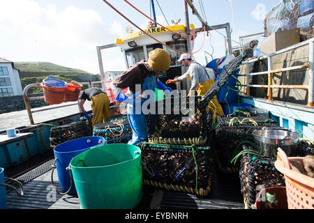 Inshore fishing in Cardigan Bay : Fishermen sorting out the week's catch on the deck of  a small lobster and crab fishing boat working out of Aberystwyth harbour, Ceredigion west Wales UK Stock Photo