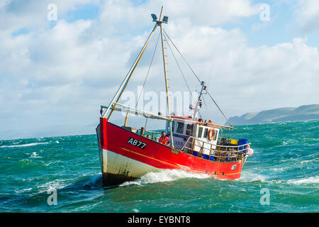 Inshore fishing in Cardigan Bay : a small lobster and crab fishing boat working out of Aberystwyth harbour, Ceredigion west Wales UK Stock Photo