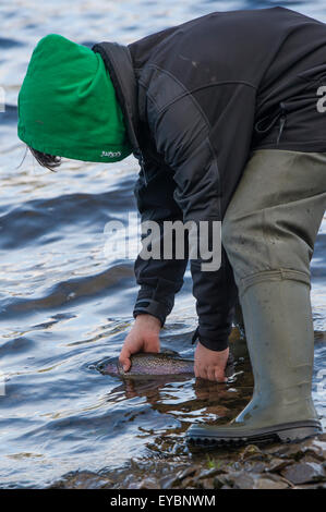 A teenage boy fishing for trout at the Dinas Fishery, Ceredigion mid Wales UK, releasing the caught fish to the lake. Stock Photo