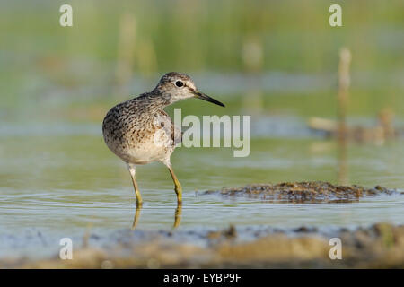 Wood Sandpiper looks at something interesting at the shallow water Stock Photo