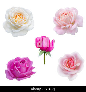 collage of five pink  roses isolated on white background Stock Photo