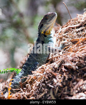 (Canberra, Australia---31 December 2013)     An Eastern Water Dragon (Physignathus lesueurii) in the Botanic Garden in Canberra. Stock Photo