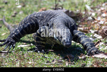 (Murramarang National Park, Australia---9 February 2014)          A lace monitor, also known as a lace goanna (Varanus varius). Stock Photo