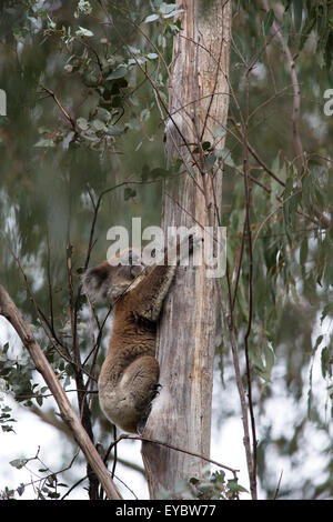 A koala bear (Phascolarctos cinereus) hanging out in a tree. Stock Photo