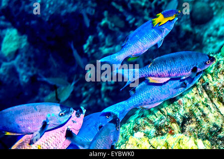 Underwater Wildlife Stock Photo