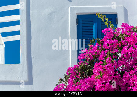 White buildings and pink Bougainvillea Santorini Greece flowers house Stock Photo