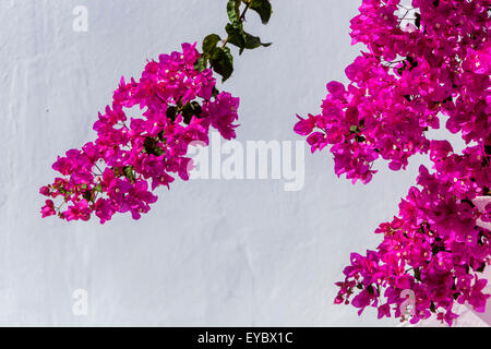 Greece Bougainvillea flowers Santorini white wall Stock Photo