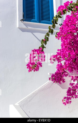 White house and blue window Santorini pink Flowers Greece bougainvillea Stock Photo