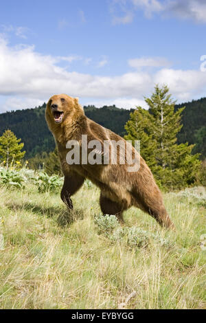 Adult male Grizzly Bear charging / fighting, with paws up, in Bozeman, Montana, USA.  This is a captive animal. Stock Photo