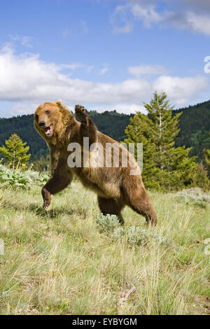 Adult male Grizzly Bear charging / fighting, with paws up, in Bozeman, Montana, USA.  This is a captive animal. Stock Photo