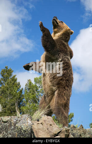 Brown grizzly bear standing on two legs in the forest. A roaring bear