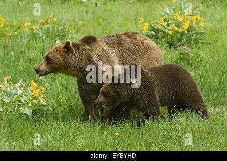 Adult and young Grizzly Bears walking in meadow near Bozeman, Montana, USA.  These are captive animals. Stock Photo