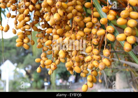 Butia capitata or also known as Pindo palm fruits on tree Stock Photo