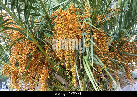 Butia capitata or also known as Pindo palm fruits on tree Stock Photo
