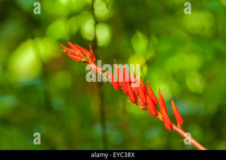 Pitcairnia heterophylla Bromeliad, Monteverde, Costa Rica Stock Photo