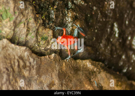 Oophaga pumilio, Strawberry Poison Dart Frog, La Paz Waterfall Gardens, Costa Rica Stock Photo