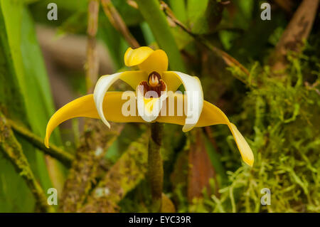 Maxillaria variabilis amarilla Orchid, La Paz Waterfall Gardens, Costa Rica Stock Photo