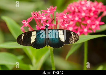 Heliconius cydno, Cydno Longwing Butterfly, La Paz Waterfall Gardens, Costa Rica Stock Photo