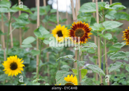 Helianthus annuus. Bamboo cane supporting Sunflower ’Little Becka’ Stock Photo