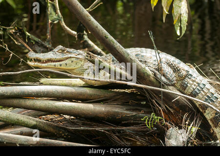 Caiman crocodilus, Young Caiman, Turtle Beach Creek, Tortuguero, Costa Rica Stock Photo