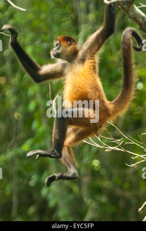 Spider Monkey, Tortuguero, Costa Rica Stock Photo