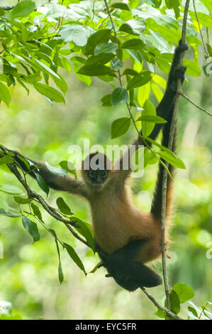 Spider Monkey, Tortuguero, Costa Rica Stock Photo