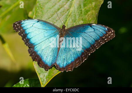 Morpho peleides, Blue Morpho Butterfly, Tortuguero, Costa Rica Stock Photo