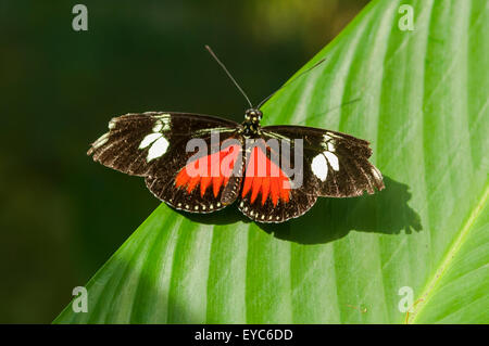 Heliconius erato, Red Postman Butterfly, Tortuguero, Costa Rica Stock Photo